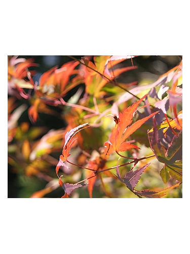 Autumn