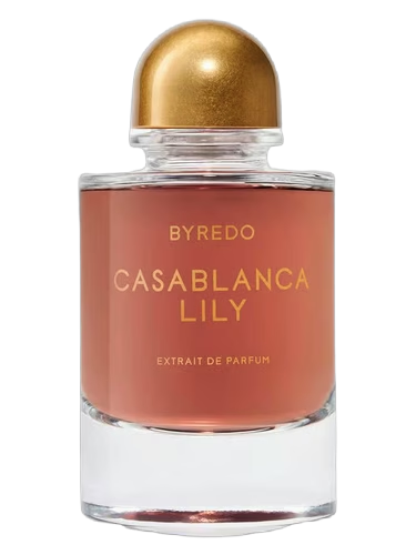 Casablanca Lily 2025