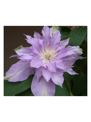 Fleur De Lilac
