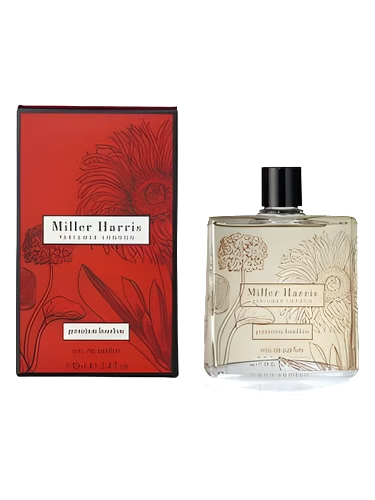 Geranium Bourbon