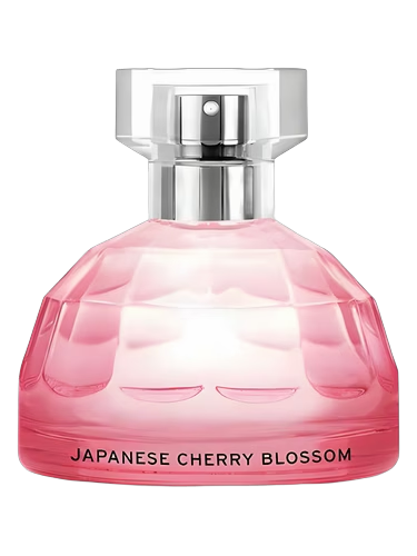 Japanese Cherry Blossom