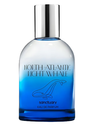 North Atlantic Right Whale