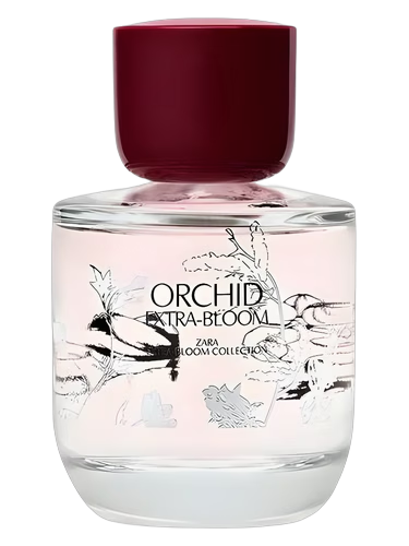 Orchid Extra-Bloom by Zara