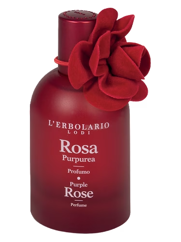 Purple Rose - Rosa Purpurea