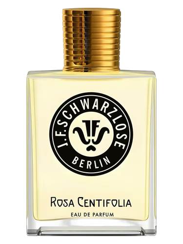 Rosa Centifolia