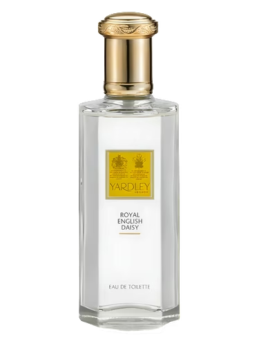 Royal English Daisy