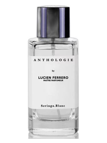 Seringa Blanc