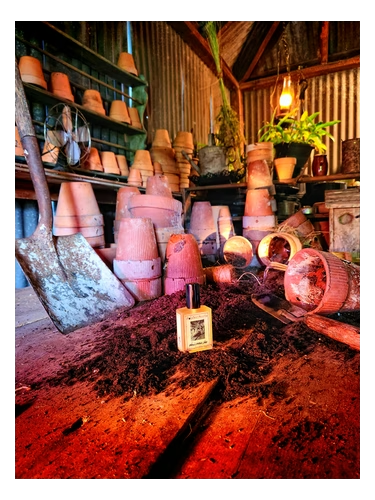 Wilcox's Potting Shed